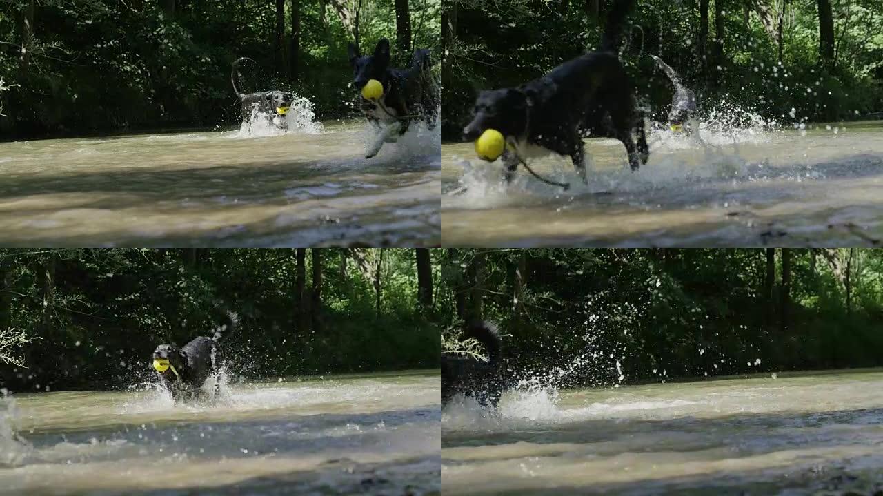 慢动作狗在小溪中互相追逐，拿着橡胶玩具