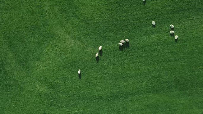 羊群从上面