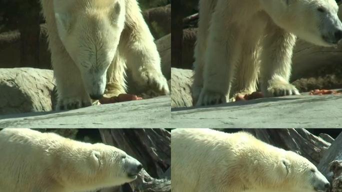 湿北极熊游泳后吃东西
