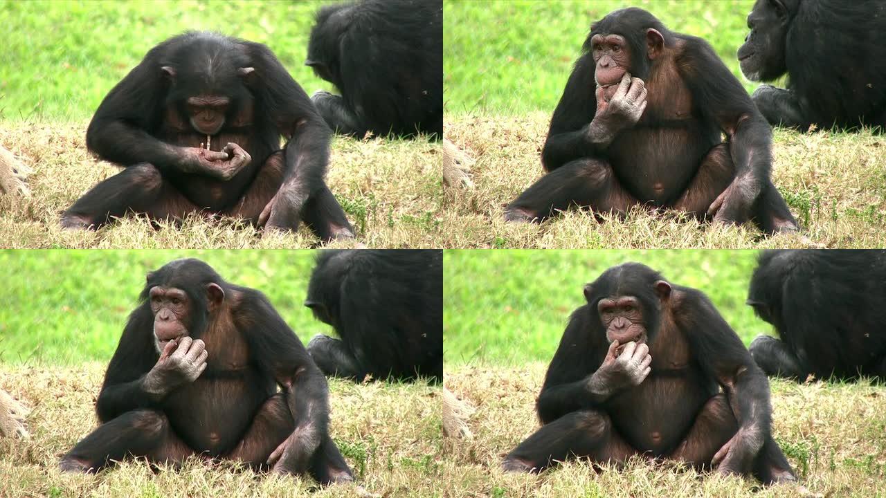吃黑猩猩
