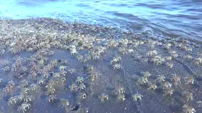 特写，宏观，超脱: 成千上万的小海蟹在岩石上爬行