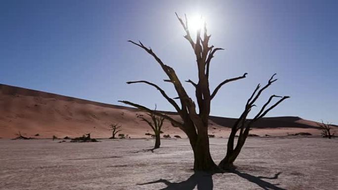 在Sossusvlei的一棵枯树后面平移树影和日落的照片
