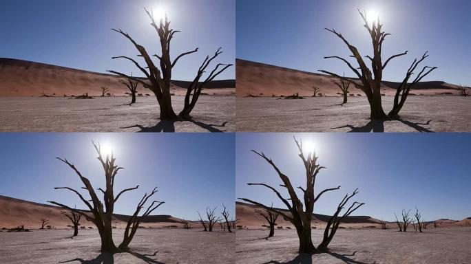 在Sossusvlei的一棵枯树后面平移树影和日落的照片