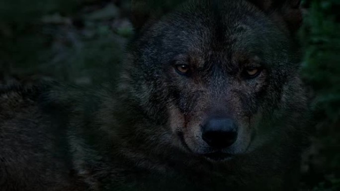 晚上狼在树林深处四处张望