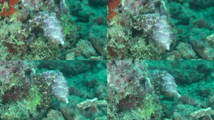 蓝环章鱼物种大自然八爪鱼