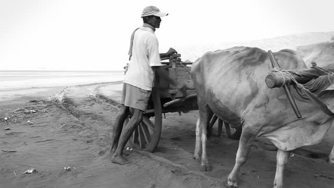 印度农村男子和他的牛车