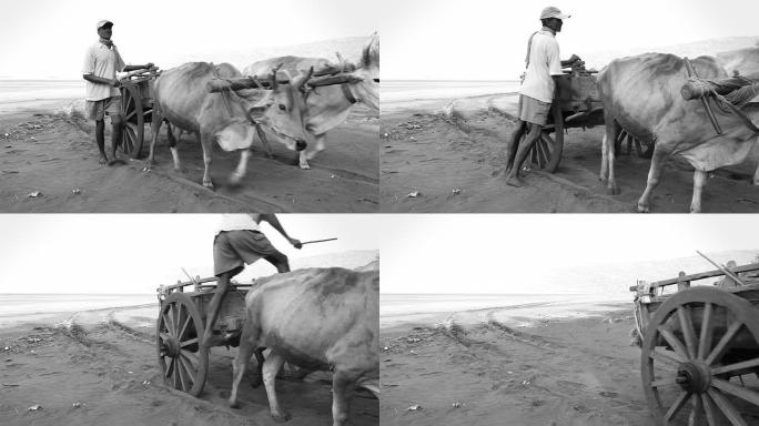 印度农村男子和他的牛车