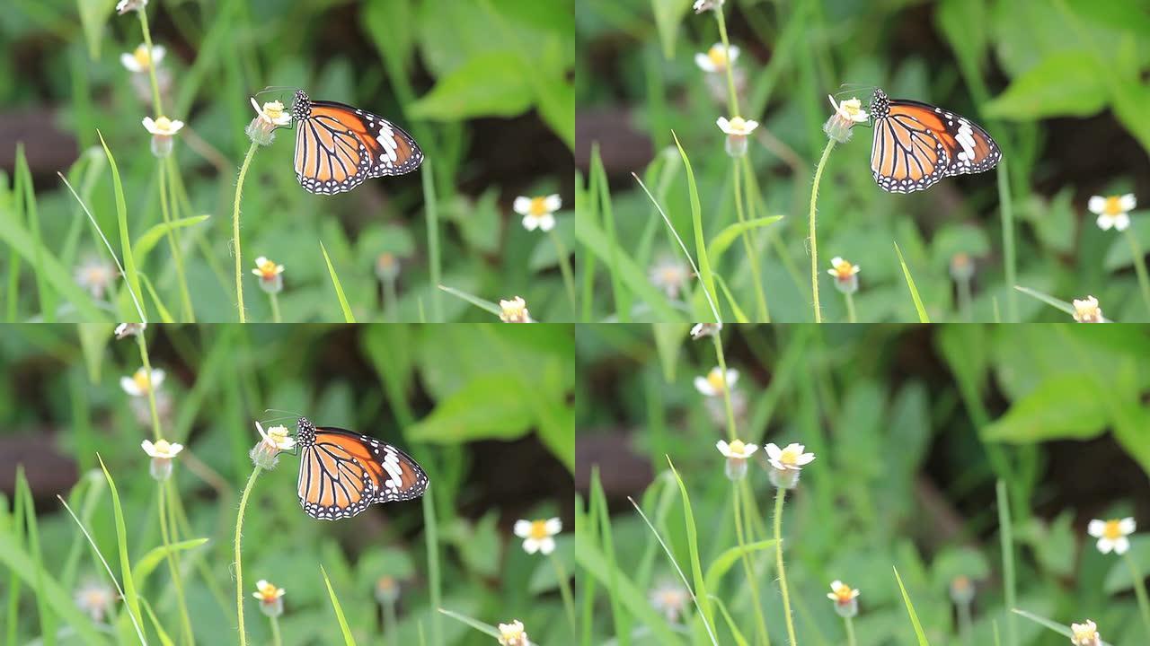 蝴蝶栖息在一朵花上。