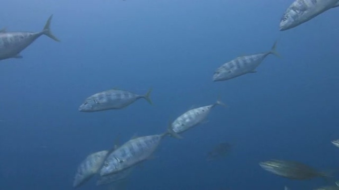 大鱼吃小鱼捕食行为海洋生物小型鱼群活动