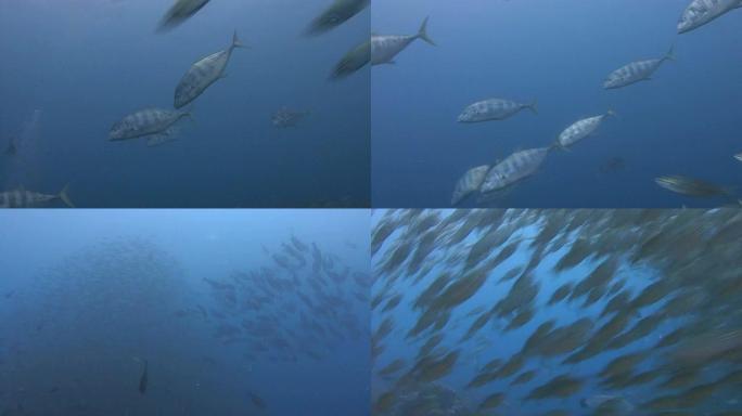 大鱼吃小鱼捕食行为海洋生物小型鱼群活动