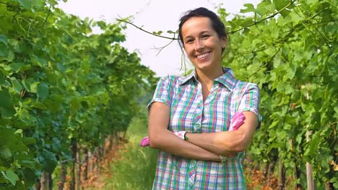 女孩在9月收获葡萄园，收集精选的葡萄串在意大利大丰收。生物概念id，有机食品和优质葡萄酒手工制作
