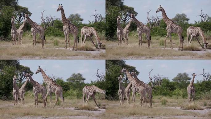 奥卡万戈三角洲草原成年长颈鹿和成年长颈鹿的特写