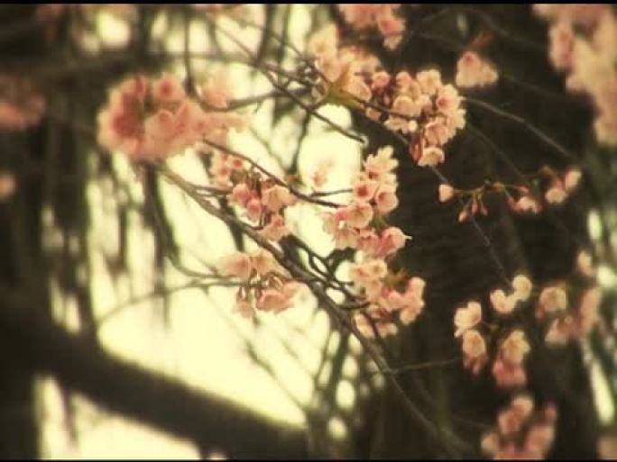 怀旧樱花