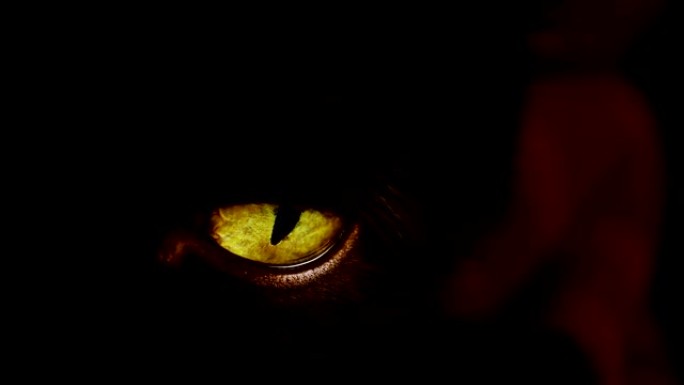 4k拍摄黑猫，眼睛极黄。