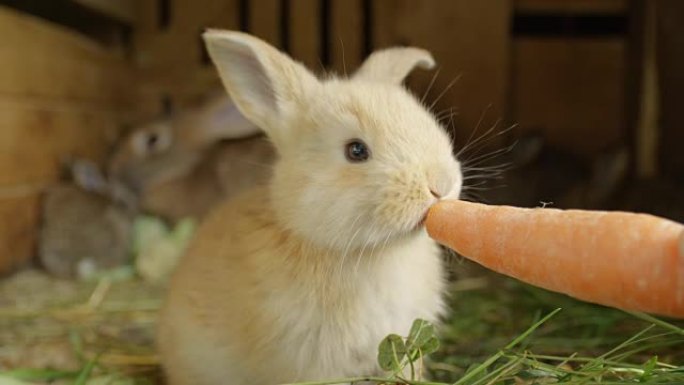 特写: 美丽蓬松的浅棕色小兔子吃大鲜胡萝卜