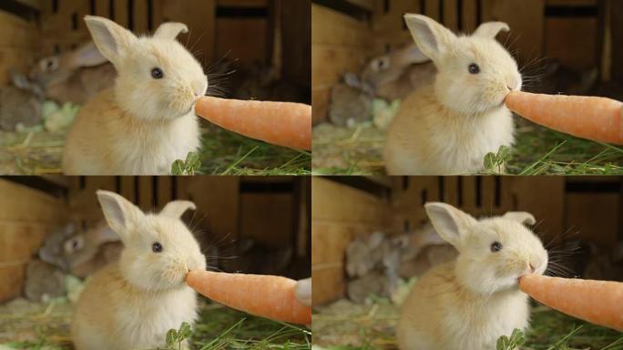 特写: 美丽蓬松的浅棕色小兔子吃大鲜胡萝卜