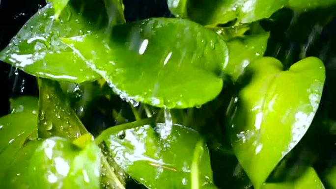 雨滴落在绿色植物上