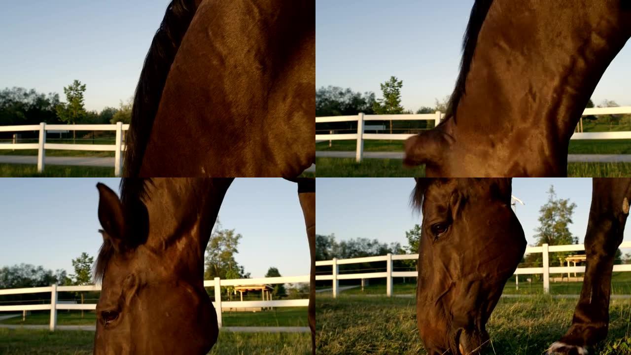 特写: 美丽的马，健康的光泽外套，缅因州凝视日落