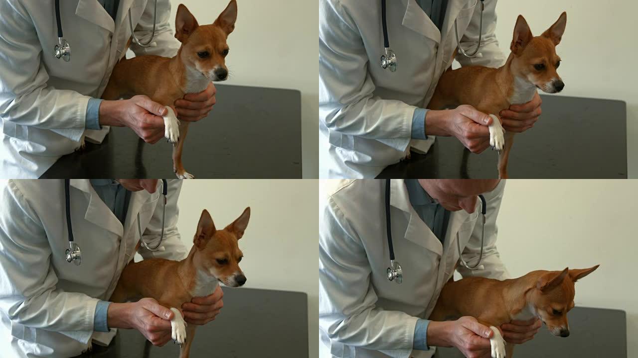 兽医检查办公室里的小狗