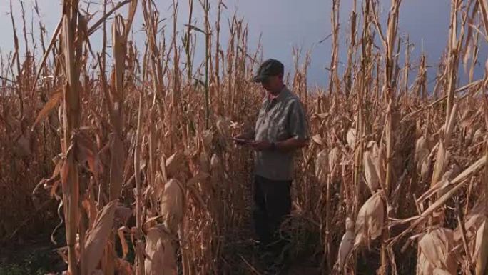 农民在检查干旱破坏的玉米作物时使用数字平板电脑