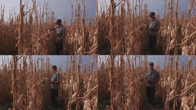农民在检查干旱破坏的玉米作物时使用数字平板电脑