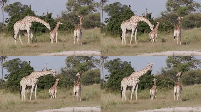 奥卡万戈三角洲草原上成年和年轻长颈鹿和成年的特写视图