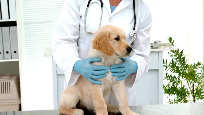 慢动作微笑兽医检查一只可爱的狗