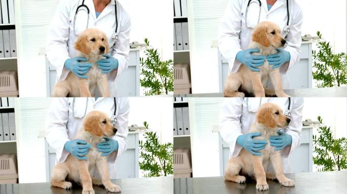慢动作微笑兽医检查一只可爱的狗