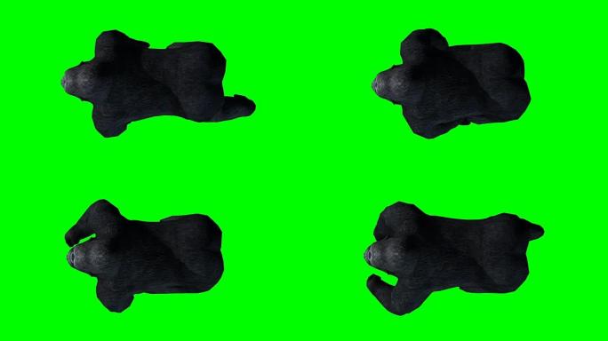运行绿色屏幕的大猩猩 (可循环)