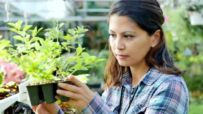 女性植物学家检查植物的健康状况
