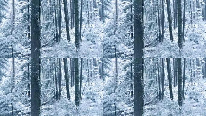 冬季林地积雪