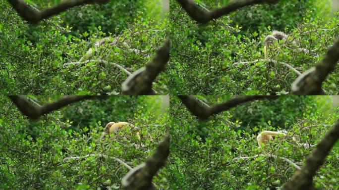 小金毛猴或眼镜叶猴
