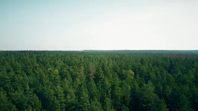 无人机在多风的森林上向前飞去。夏季浅绿树和地平线的空中4k开放透视