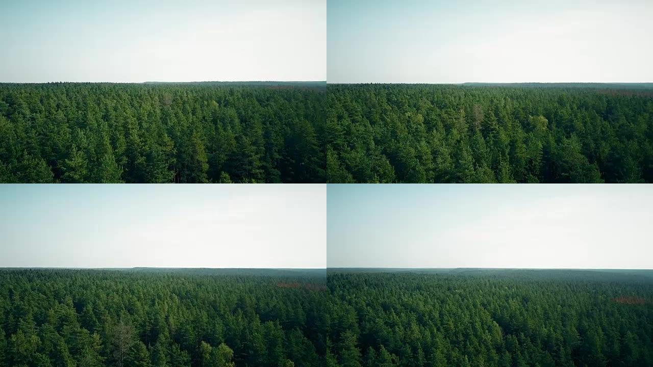 无人机在多风的森林上向前飞去。夏季浅绿树和地平线的空中4k开放透视