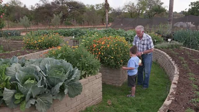 祖父和孙子在一个蔬菜花园中穿墙，采花