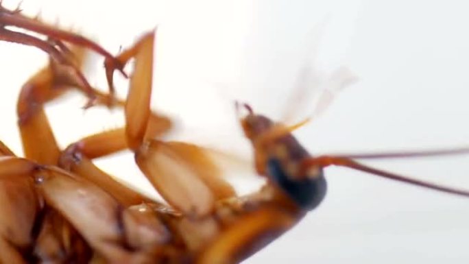 蟑螂死前接触杀虫剂