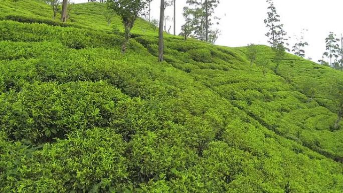 空中: 在绿茶种植上的低空飞行