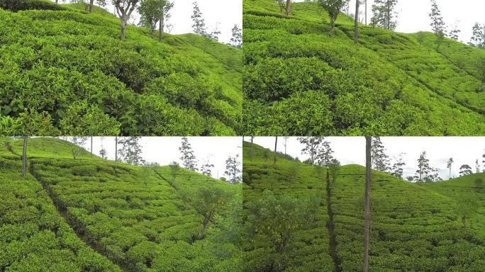 空中: 在绿茶种植上的低空飞行