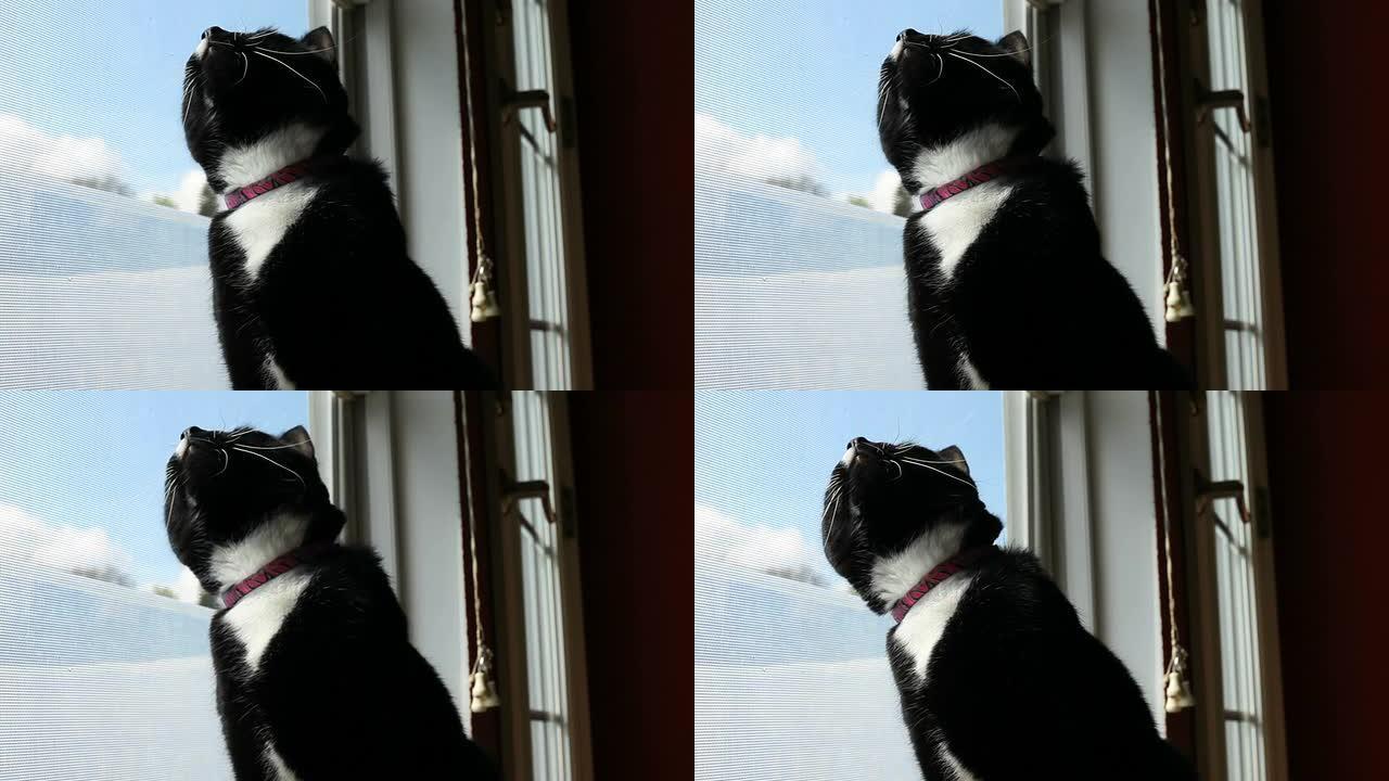 猫从窗户看鸟