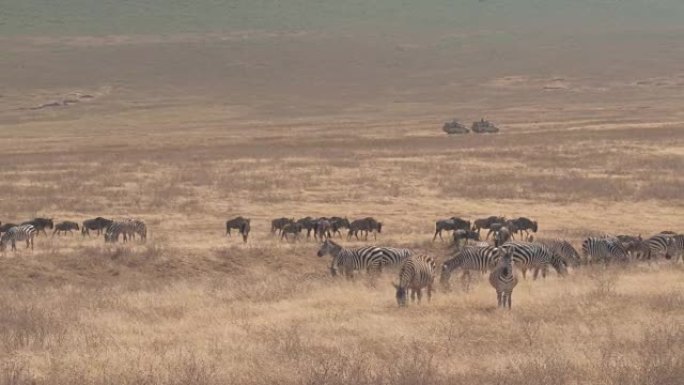 特写: 一群在干旱的大草原草地上放牧的牛羚和斑马