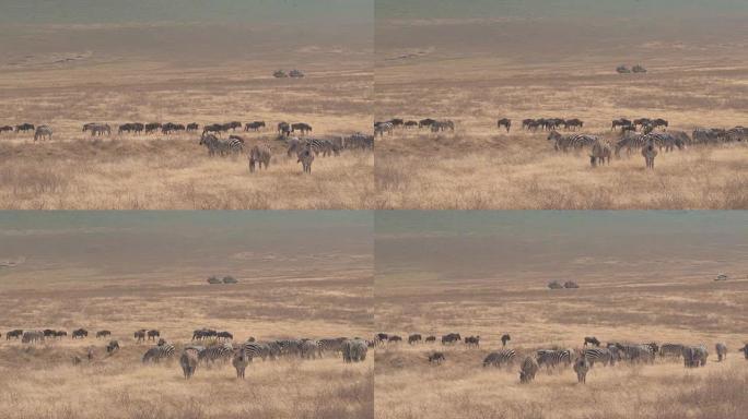 特写: 一群在干旱的大草原草地上放牧的牛羚和斑马