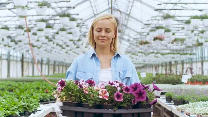 女园丁带着装满花盆的盒子走过阳光明媚的工业温室。她美丽，快乐，微笑。