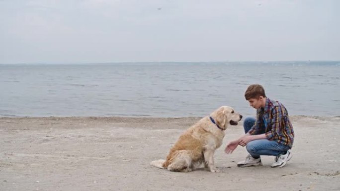 智能金毛寻回犬在海滩上训练
