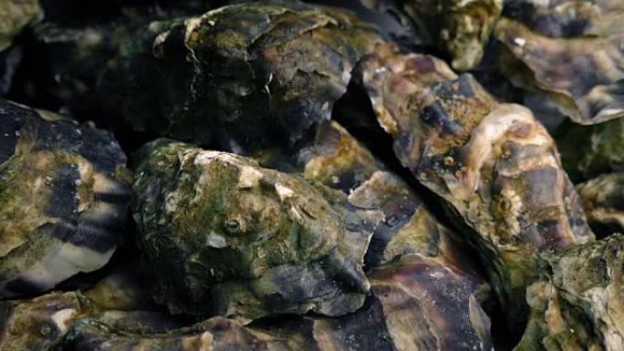 在贝壳中传递牡蛎