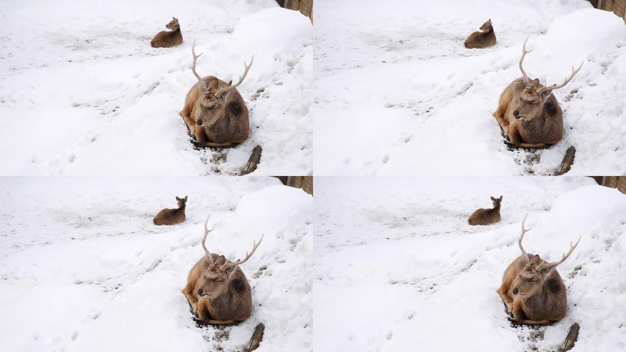 雪落的鹿