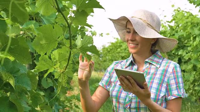 植物专家，检查葡萄田，记录在平板电脑上，穿着白大褂，绿色植物的背景。概念: 生态，葡萄酒，生物产品，