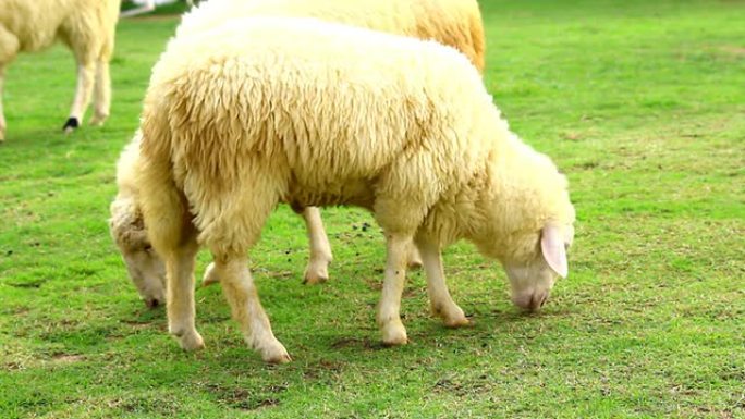 田野里的绵羊欧洲澳洲畜牧业养殖业
