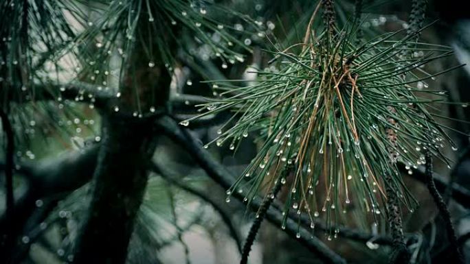 松枝在雨中滴落