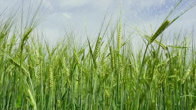高清大麦灌溉跟踪镜头