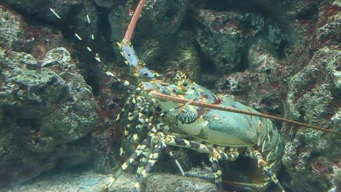 大龙虾躲在暗礁下。